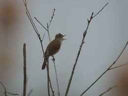 Image result for Acrocephalus arundinaceus