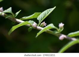 Attēlu rezultāti vaicājumam “Mentha arvensis bud”