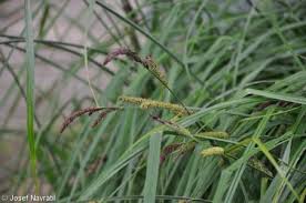 Attēlu rezultāti vaicājumam “Carex acutiformis fruit”