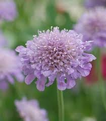 Image result for scabiosa caucasica