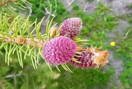 Attēlu rezultāti vaicājumam “Picea abies female flower”