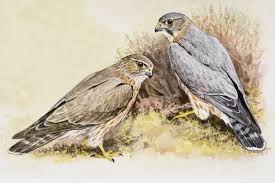 Image result for Falco columbarius
