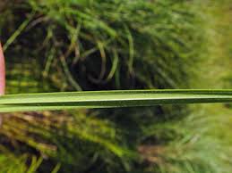 Attēlu rezultāti vaicājumam “Carex atherodes”