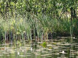 Attēlu rezultāti vaicājumam “Typha angustifolia  leaf”