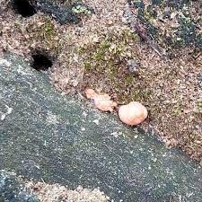 Attēlu rezultāti vaicājumam “Lycogala irregulare macro”