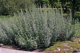 Image result for Artemisia absinthium