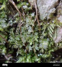 Attēlu rezultāti vaicājumam “Mnium stellare”