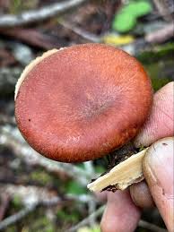 Attēlu rezultāti vaicājumam “Polyporus tubaeformis”