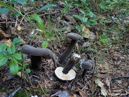 Attēlu rezultāti vaicājumam “Lignydium muscorum macro”