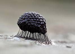 Attēlu rezultāti vaicājumam “Colloderma oculatum spores”