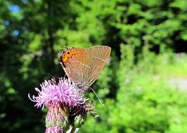 Attēlu rezultāti vaicājumam “Satyrium w-album underside”