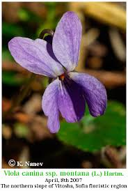 Attēlu rezultāti vaicājumam “Viola canina leaf”