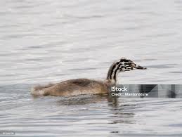 Attēlu rezultāti vaicājumam “Podiceps cristatus juvenile”