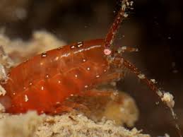 Attēlu rezultāti vaicājumam “Aphodius subterraneus imago”