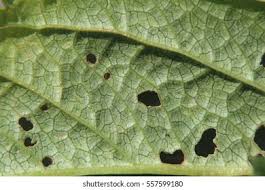 Attēlu rezultāti vaicājumam “Scrophularia nodosa leaf”