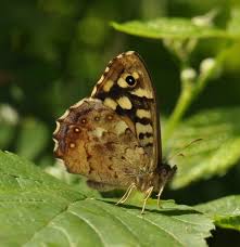 Attēlu rezultāti vaicājumam “Pararge aegeria underside”