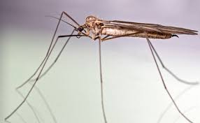 Attēlu rezultāti vaicājumam “Trichocera regelationis”