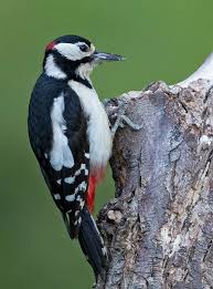 Attēlu rezultāti vaicājumam “Dendrocopos major male”