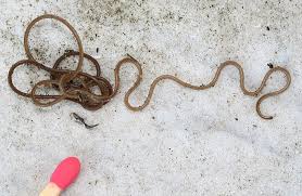 Attēlu rezultāti vaicājumam “Gordius aquaticus”