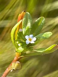 Attēlu rezultāti vaicājumam “Myosotis laxa subsp. baltica”