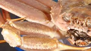 Image result for Maja brachydactyla