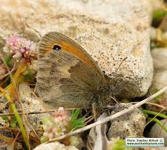 Attēlu rezultāti vaicājumam “Coenonympha pamphilus”