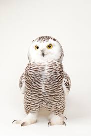 Image result for Bubo scandiacus