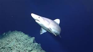 Image result for Odontaspis ferox