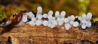 Attēlu rezultāti vaicājumam “Stemonitopsis typhina young”