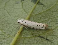 Attēlu rezultāti vaicājumam “Yponomeuta malinellus / cagnagella”