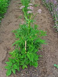 Image result for Valeriana officinalis