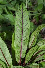 Image result for Rumex sanguineum