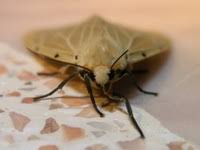 Attēlu rezultāti vaicājumam “Spilosoma sp.”