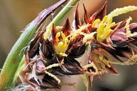 Attēlu rezultāti vaicājumam “Luzula multiflora”