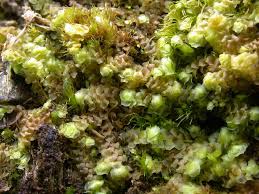 Attēlu rezultāti vaicājumam “Scapania undulata”