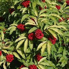 Attēlu rezultāti vaicājumam “Sambucus racemosa fruit”