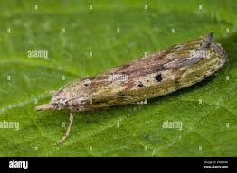 Attēlu rezultāti vaicājumam “Aphomia sociella female”