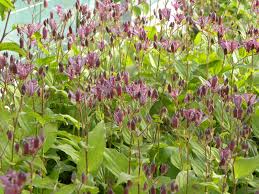 Image result for Tricyrtis `Black Beauty`