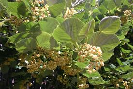 Attēlu rezultāti vaicājumam “Tilia tomentosa flower”