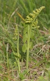 Attēlu rezultāti vaicājumam “Pteropsida”