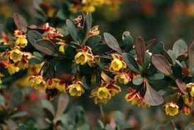 Attēlu rezultāti vaicājumam “Berberis thunbergii flower”