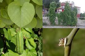 Attēlu rezultāti vaicājumam “Aristolochia durior”