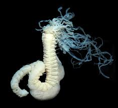 Attēlu rezultāti vaicājumam “Lepus sp.”