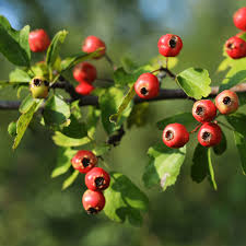 Attēlu rezultāti vaicājumam “Crataegus”