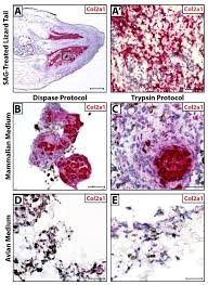 Attēlu rezultāti vaicājumam “Diderma chondrioderma macro”