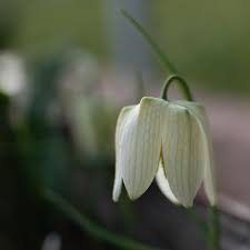 Attēlu rezultāti vaicājumam “Meleagris”