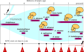 Image result for Evolution Stammbaum