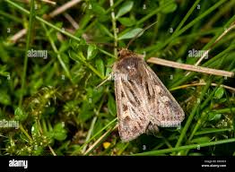 Attēlu rezultāti vaicājumam “Cerapteryx graminis”