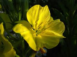 Image result for Nachtkerze