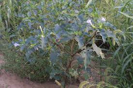 Image result for Datura stramonium